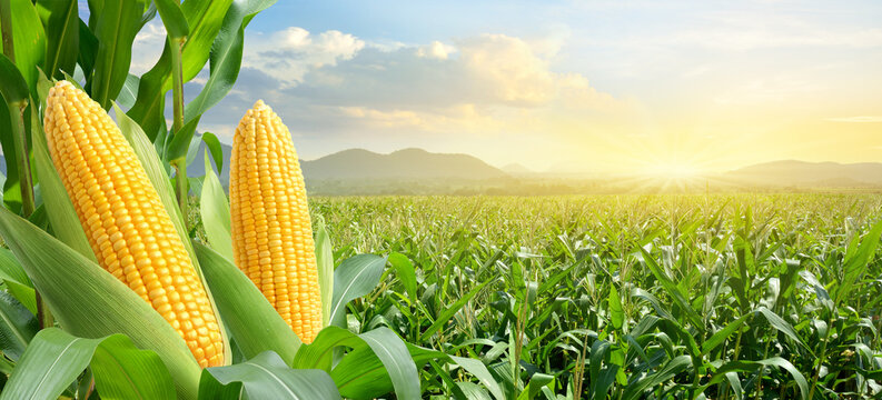 Fresh Corn 1