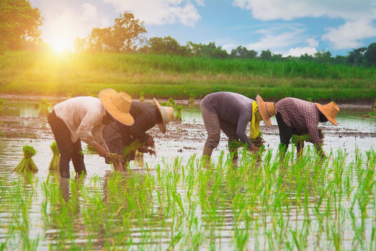 Seasonal farming activities in Cambodia