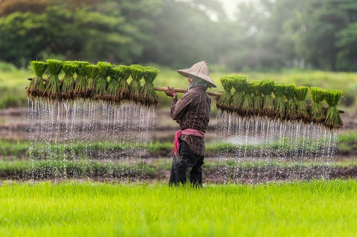 Seasonal farming activities in Cambodia